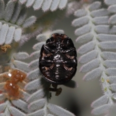 Peltoschema tetraspilota at Mount Clear, ACT - 17 Mar 2022 12:47 PM