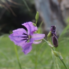 Arthropodium fimbriatum (Nodding Chocolate Lily) at Conder, ACT - 23 Dec 2021 by michaelb