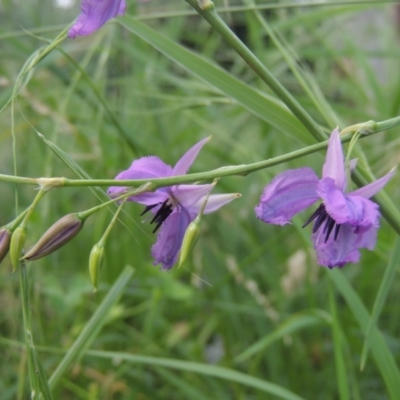 Arthropodium fimbriatum (Nodding Chocolate Lily) at Conder, ACT - 15 Dec 2021 by michaelb