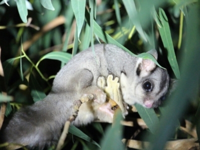 Petaurus notatus (Krefft’s Glider, formerly Sugar Glider) at Amphitheatre, VIC - 19 Mar 2022 by carmelelliottsmith