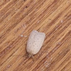 Heliocausta undescribed species (A concealer moth) at Molonglo Valley, ACT - 21 Mar 2022 by AaronClausen