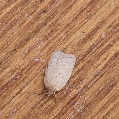 Heliocausta undescribed species (A Concealer moth (Wingia group)) at Molonglo Valley, ACT - 21 Mar 2022 by AaronClausen