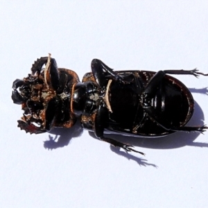 Mastachilus sp. (genus) at Crooked Corner, NSW - 19 Mar 2022