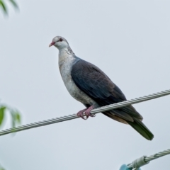 Columba leucomela (White-headed Pigeon) at Weston, ACT - 21 Mar 2022 by Kenp12