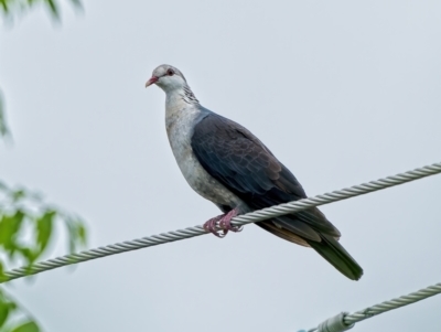 Columba leucomela (White-headed Pigeon) at Weston, ACT - 21 Mar 2022 by Kenp12