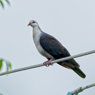 Columba leucomela (White-headed Pigeon) at Weston, ACT - 20 Mar 2022 by Kenp12