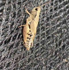 Phaulacridium vittatum at Burra, NSW - suppressed