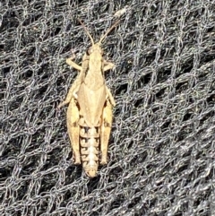 Phaulacridium vittatum at Burra, NSW - suppressed