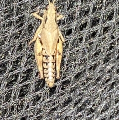 Phaulacridium vittatum at Burra, NSW - suppressed