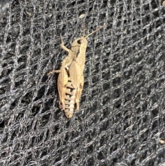Phaulacridium vittatum at Burra, NSW - suppressed