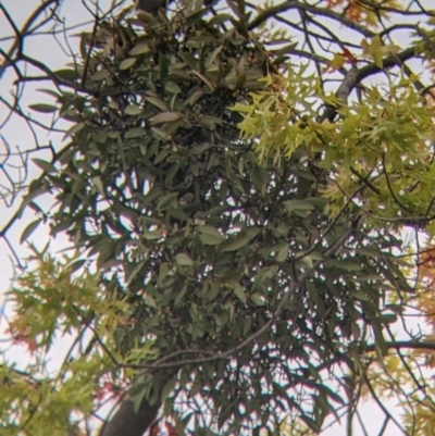 Muellerina eucalyptoides (Creeping Mistletoe) at North Albury, NSW - 17 Mar 2022 by Darcy