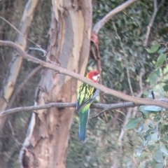 Platycercus eximius (Eastern Rosella) at Lavington, NSW - 18 Mar 2022 by Darcy