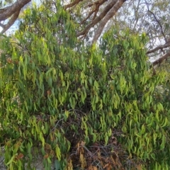 Amyema miquelii (Box Mistletoe) at Jerrabomberra, ACT - 21 Mar 2022 by Mike