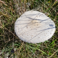 Macrolepiota dolichaula (Macrolepiota dolichaula) at Jerrabomberra, ACT - 21 Mar 2022 by Mike