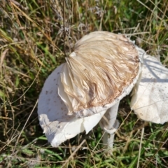 Macrolepiota dolichaula at Jerrabomberra, ACT - 21 Mar 2022