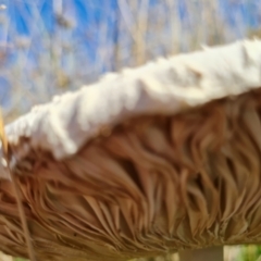 Macrolepiota dolichaula at Jerrabomberra, ACT - 21 Mar 2022