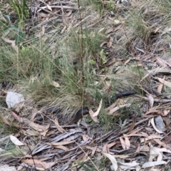 Austrelaps ramsayi (Highlands Copperhead) at Cotter River, ACT - 20 Mar 2022 by JohnnyBoyACT