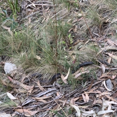 Austrelaps ramsayi (Highlands Copperhead) at Cotter River, ACT - 20 Mar 2022 by JohnnyBoyACT