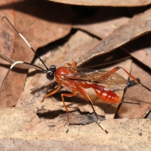 Stiromesostenus sp. (genus) at Acton, ACT - 20 Mar 2022