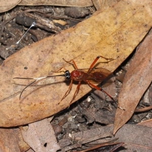 Ichneumonidae (family) at Acton, ACT - 20 Mar 2022 11:43 AM