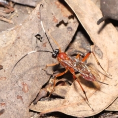 Ichneumonidae (family) at Acton, ACT - 20 Mar 2022 11:43 AM