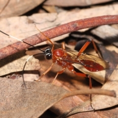 Ichneumonidae (family) at Acton, ACT - 20 Mar 2022 11:43 AM