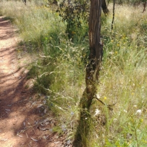 Eryngium ovinum at Hackett, ACT - 1 Jan 2022