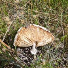 Macrolepiota dolichaula at Jerrabomberra, ACT - 21 Mar 2022 03:56 PM