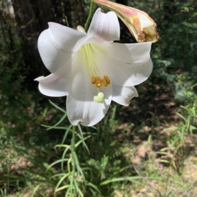 Lilium formosanum (Taiwan Lily, Tiger Lily) at Bundanoon, NSW - 20 Mar 2022 by Boobook38