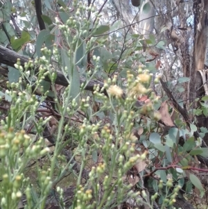 Erigeron sumatrensis at Watson, ACT - 21 Mar 2022