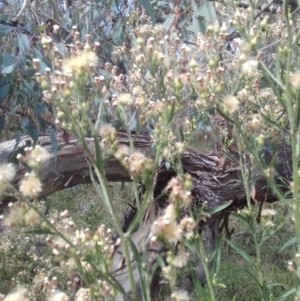 Erigeron sumatrensis at Watson, ACT - 21 Mar 2022