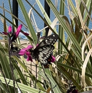 Papilio anactus at Murrumbateman, NSW - 21 Mar 2022 11:04 AM