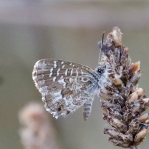 Theclinesthes serpentata at Hughes, ACT - 21 Mar 2022 06:30 PM