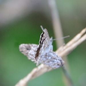 Theclinesthes serpentata at Hughes, ACT - 21 Mar 2022