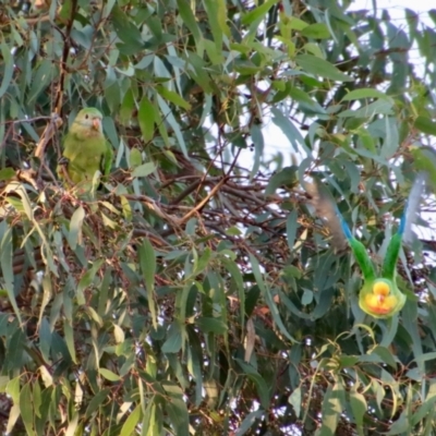 Polytelis swainsonii (Superb Parrot) at Hughes, ACT - 21 Mar 2022 by LisaH