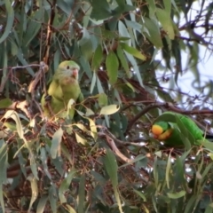 Polytelis swainsonii at Hughes, ACT - 21 Mar 2022