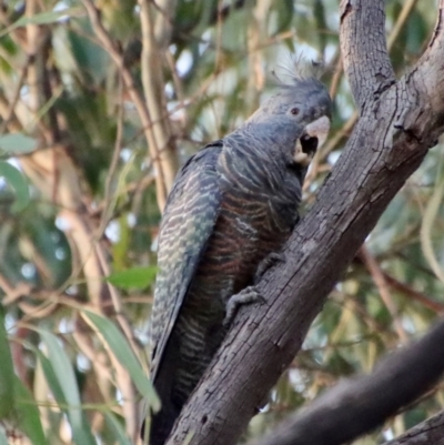 Callocephalon fimbriatum (Gang-gang Cockatoo) at Hughes, ACT - 21 Mar 2022 by LisaH