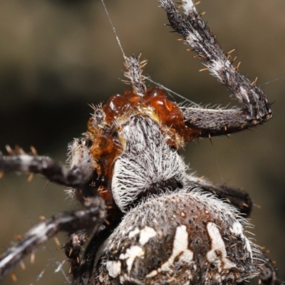 Backobourkia sp. (genus) (An orb weaver) at Acton, ACT - 20 Mar 2022 by TimL