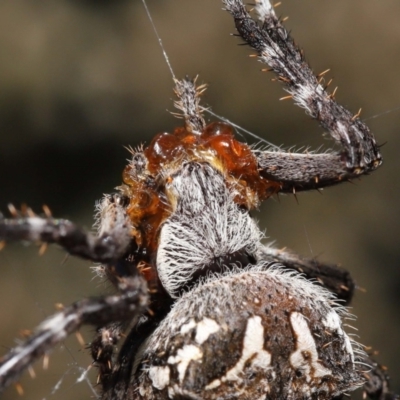 Backobourkia sp. (genus) (An orb weaver) at ANBG - 20 Mar 2022 by TimL