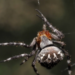 Backobourkia sp. (genus) at Acton, ACT - 20 Mar 2022