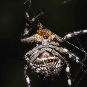 Backobourkia sp. (genus) at Acton, ACT - 20 Mar 2022