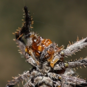 Backobourkia sp. (genus) at Acton, ACT - 20 Mar 2022