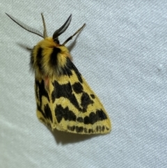 Ardices curvata (Crimson Tiger Moth) at Jerrabomberra, NSW - 21 Mar 2022 by SteveBorkowskis