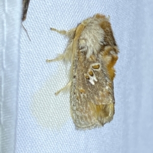 Pseudanapaea (genus) at Jerrabomberra, NSW - 21 Mar 2022