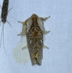 Pseudanapaea (genus) at Jerrabomberra, NSW - 21 Mar 2022