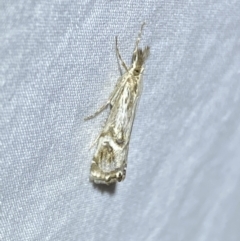 Hednota longipalpella (Pasture Webworm) at Jerrabomberra, NSW - 20 Mar 2022 by Steve_Bok