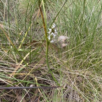 Paraprasophyllum alpestre (Mauve leek orchid) at Cotter River, ACT - 21 Mar 2022 by RAllen