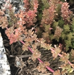 Crassula sieberiana (Austral Stonecrop) at Dry Plain, NSW - 13 Mar 2022 by Tapirlord