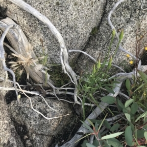 Tragopogon sp. at Cotter River, ACT - 13 Mar 2022