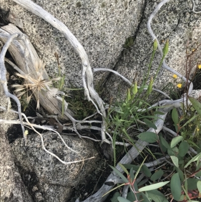 Tragopogon sp. (A Goatsbeard) at Cotter River, ACT - 12 Mar 2022 by Tapirlord